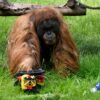 Paranormal Orangutan yang Gigit Lengan Monyet Prediksi Hasil Laga Pembuka Euro 2024 Jerman Vs Skotlandia