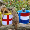 Meerkat 'mistik' memprediksi siapa yang akan memenangkan semifinal Euro 2024 malam ini antara Inggris dan Belanda